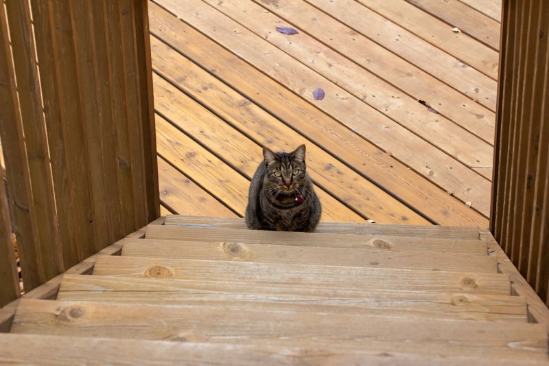 Deck Steps Repair in Wilmington, NC